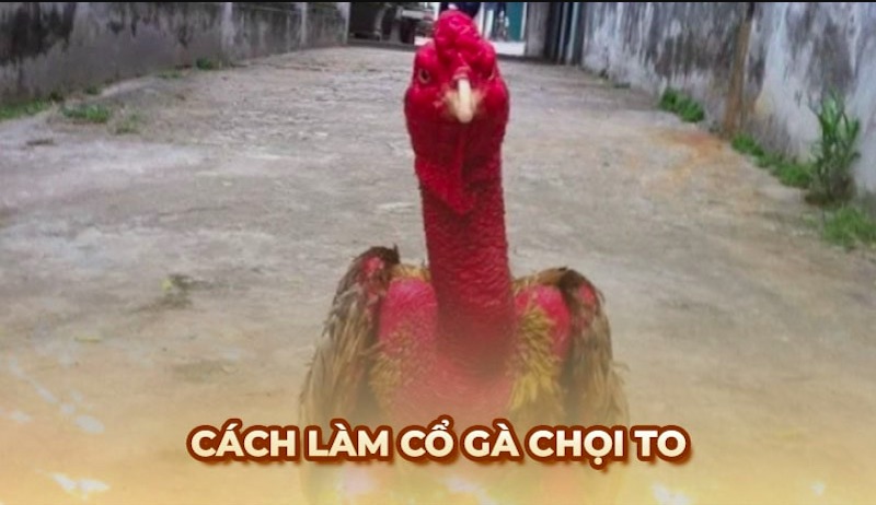 Gà chọi luyện cổ săn chắc ngoài sân tập - Cách làm cổ gà chọi to