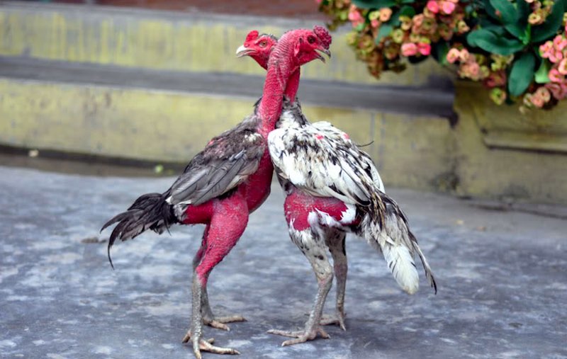 Om bóp – bí quyết giữ da đỏ, cơ săn và đá không bị phồng chân