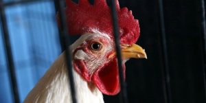 Cách Nuôi Gà Đá Tới Pin Chuẩn Nhất 2025 Tại Nhà Cái Jun88