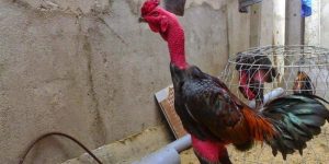 Cách Vần Gà To – 3 Bí Kíp Tạo Chiến Kê Cơ Bắp Cuồn Cuộn