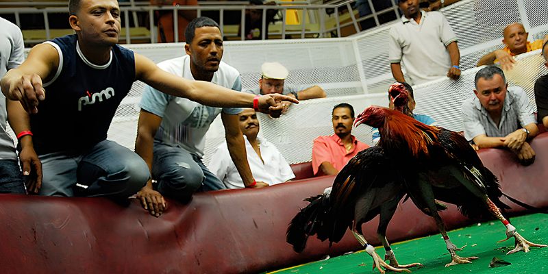 Cú đá hầu hiểm hóc