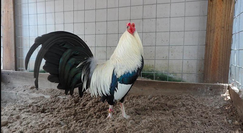 Nhận diện gà khoẻ mạnh ngay từ nhỏ